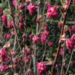 Blut-Johannisbeere