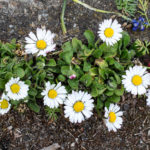 Gänseblümchen (Wildform)