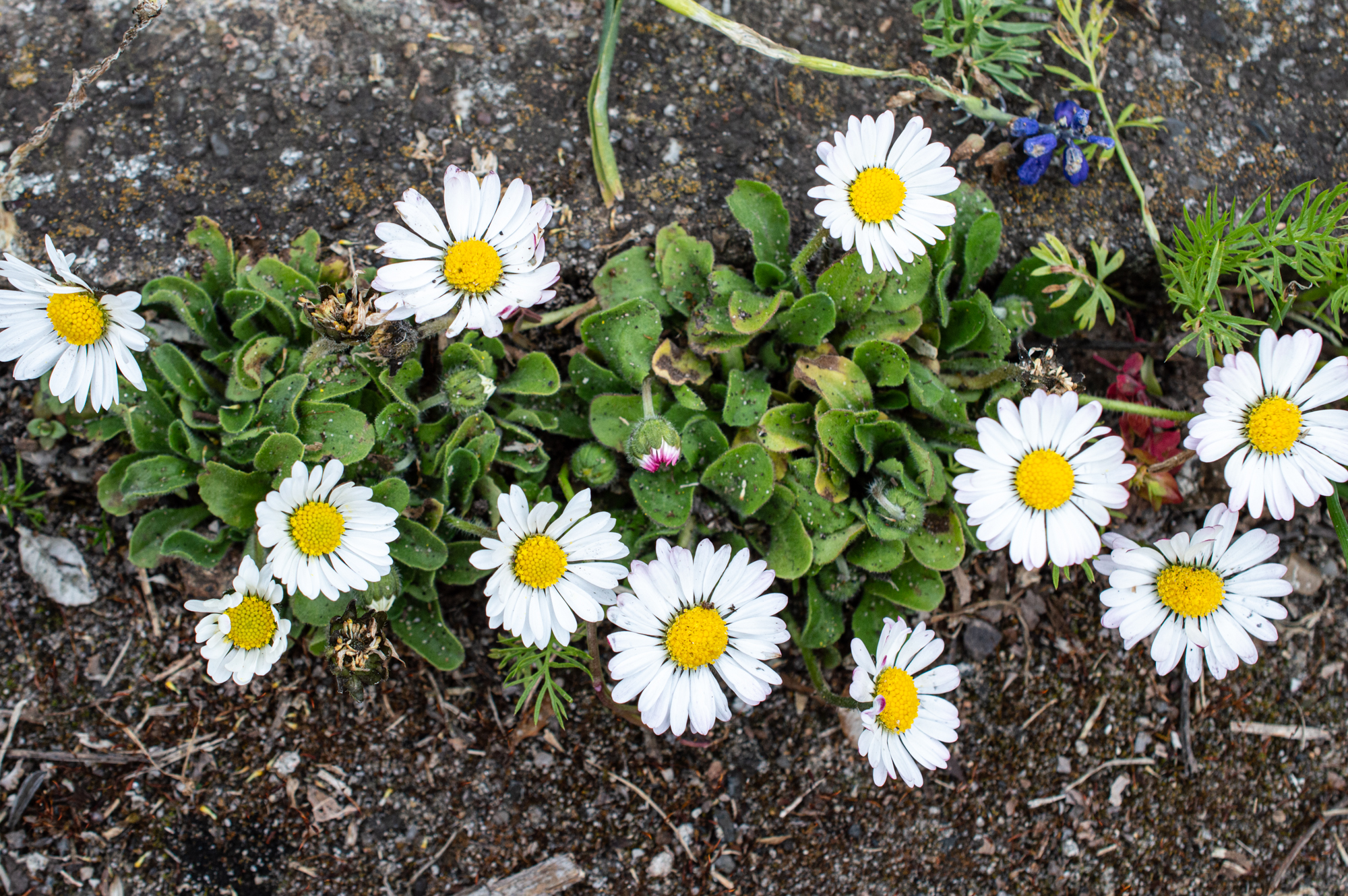 Gänseblümchen (Wildform)