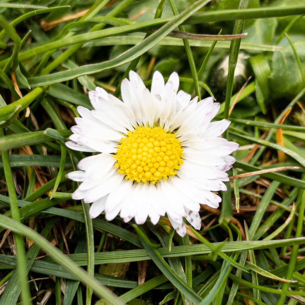 Gänseblümchen