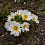 Garten-Primel