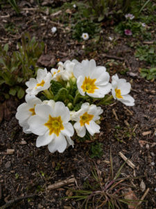 Garten-Primel