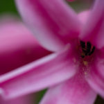 Gartenhyazinthe