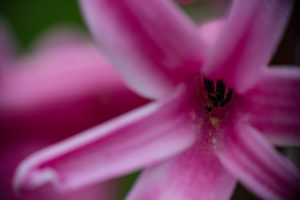 Gartenhyazinthe