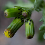Gewöhnliches Greiskraut