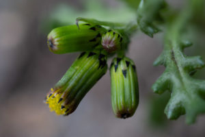 Gewöhnliches Greiskraut