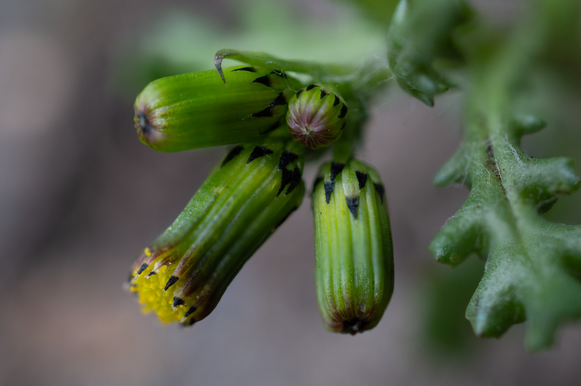 Gewöhnliches Greiskraut