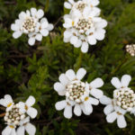 Immergrüne Schleifenblume