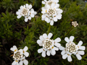 Immergrüne Schleifenblume