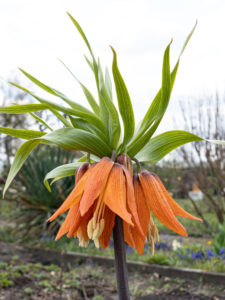 Kaiserkrone