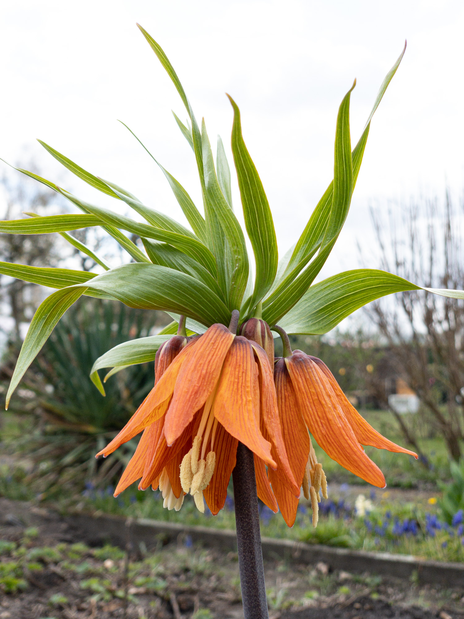 Kaiserkrone