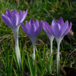 Krokusse