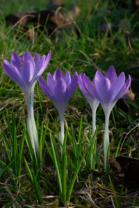 Krokusse