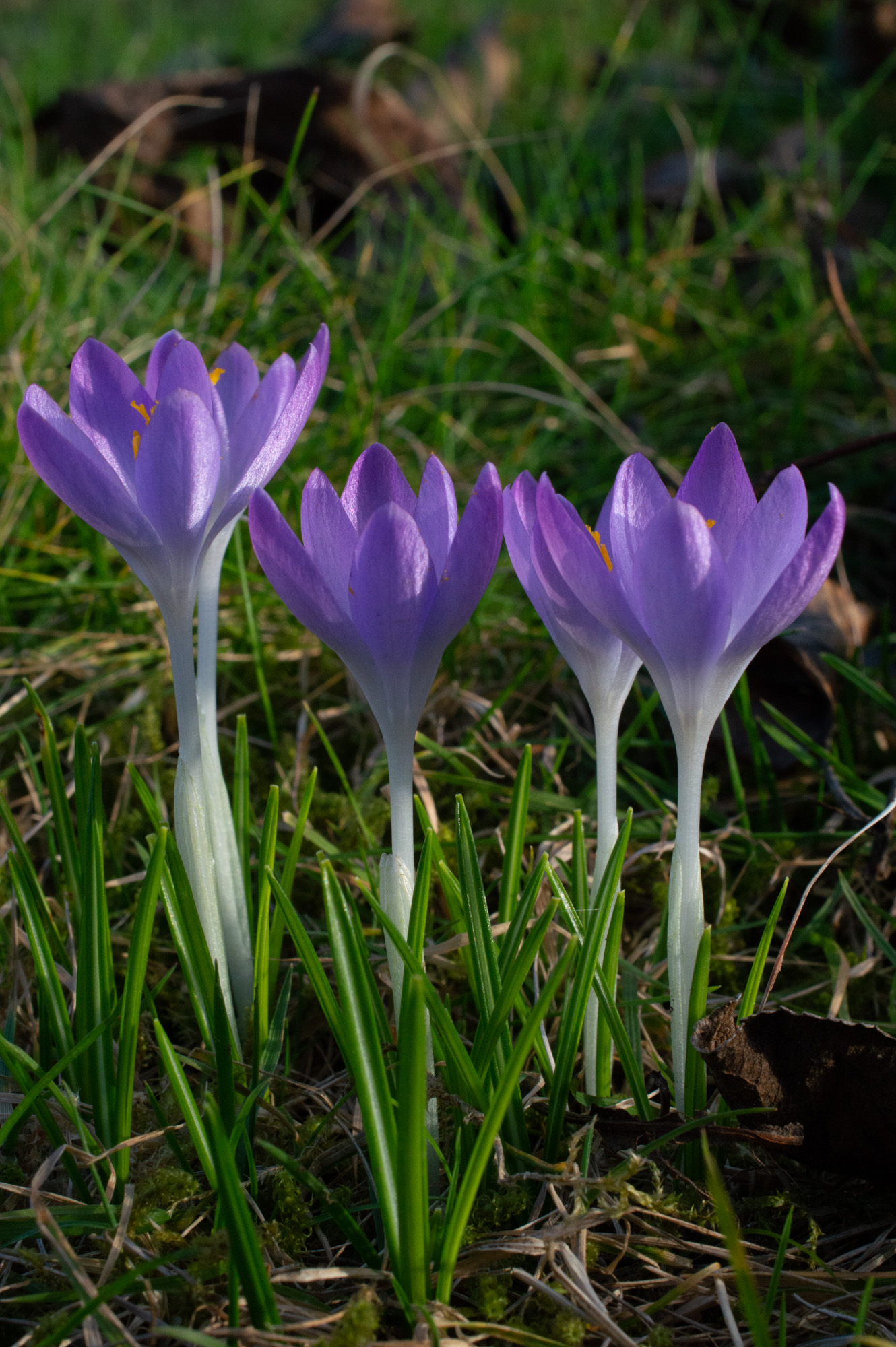 Krokusse
