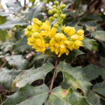 Mahonienblüte