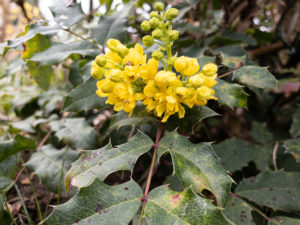 Mahonienblüte