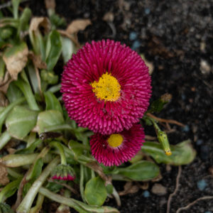 Rotes Gänseblümchen