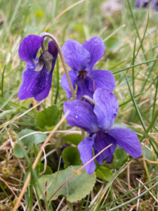 Veilchen