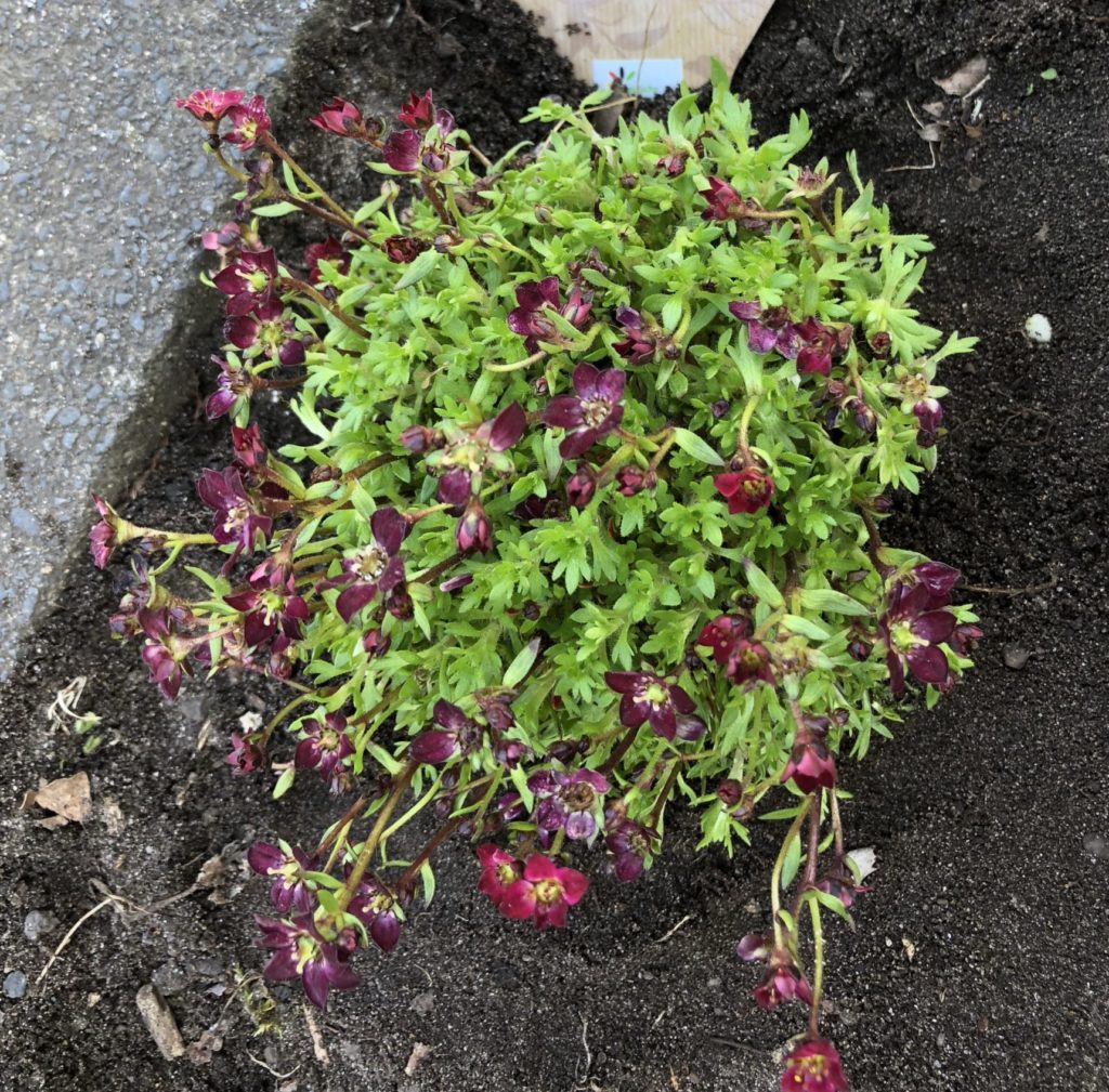 Steinbrech (Saxifraga arendsii)