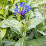 Berg-Flockenblume