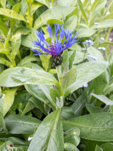 Berg-Flockenblume