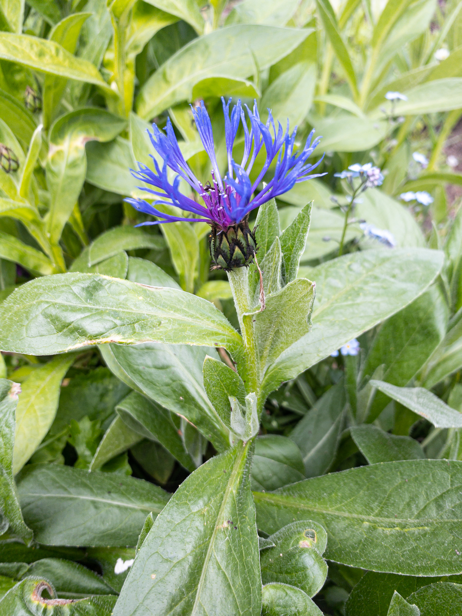 Berg-Flockenblume