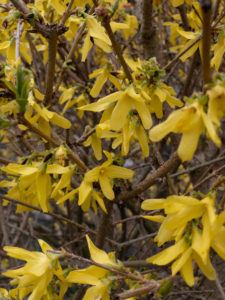 Blühende Forsythie