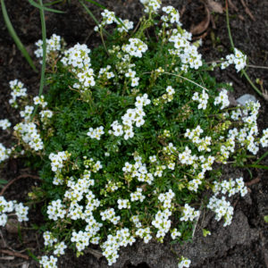 Gämskresse