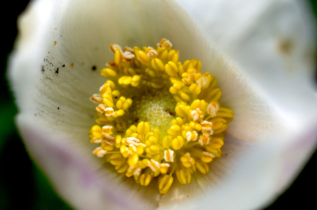 Blüte eines Großen Windröschens (zusammengesetztes Bild aus zwei Schärfeebenen)