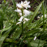 Hasenglöckchen, weiße Züchtung, Hyacinthoides hispanica