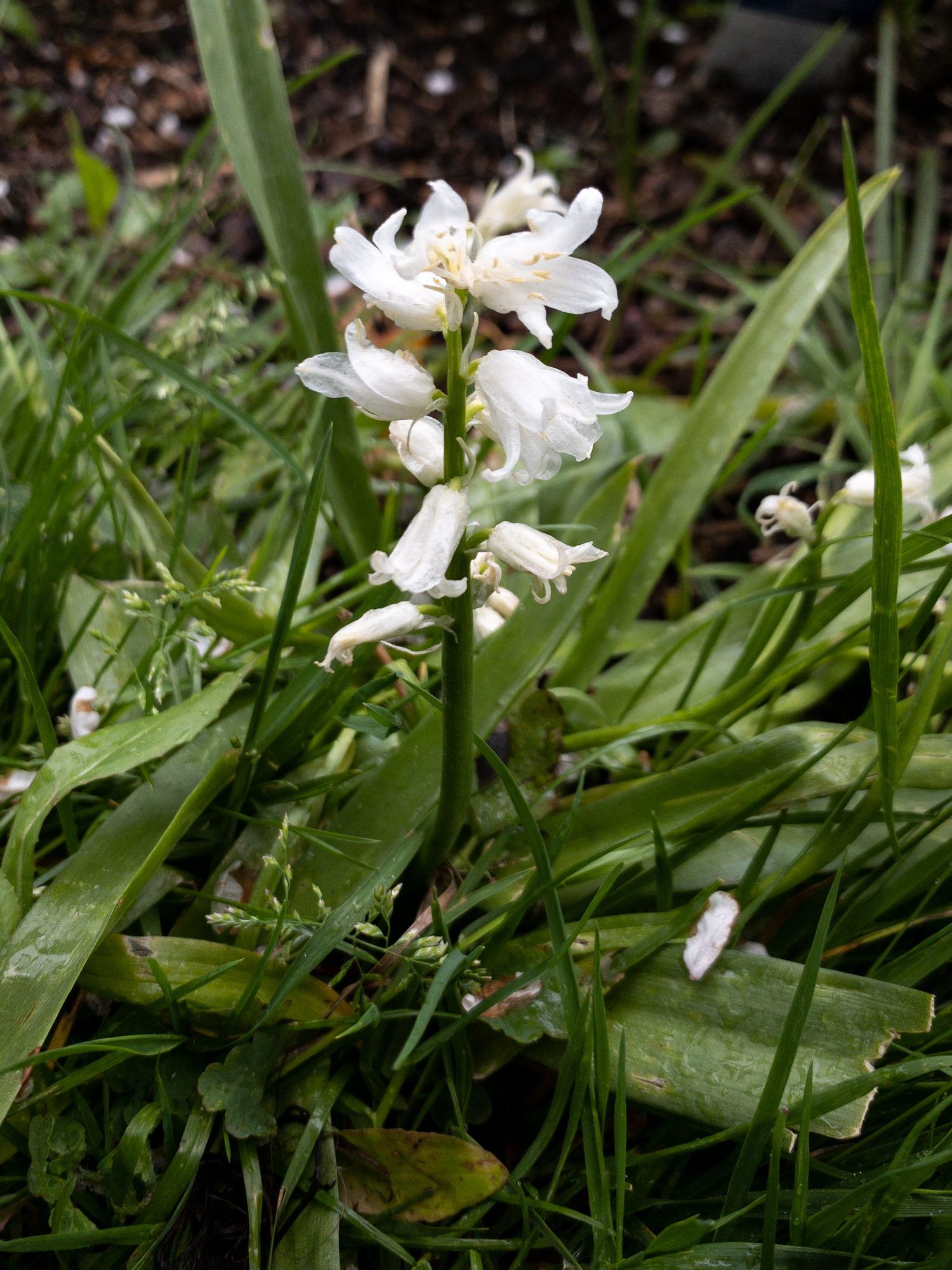 Hasenglöckchen, weiße Züchtung, Hyacinthoides hispanica