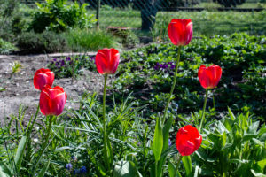 Tulpen
