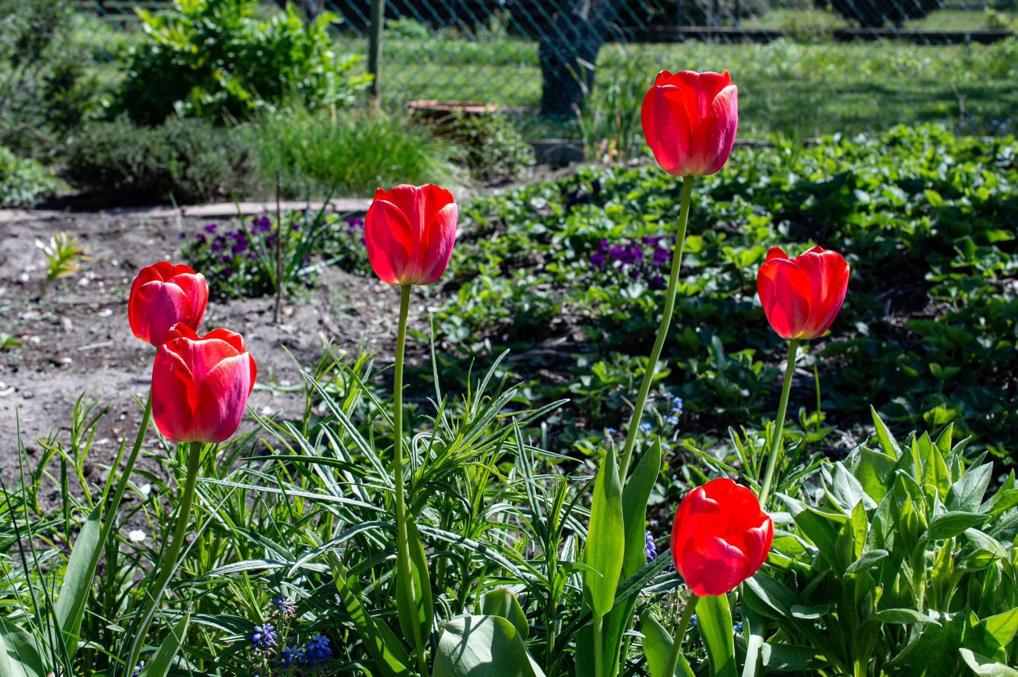 Tulpen
