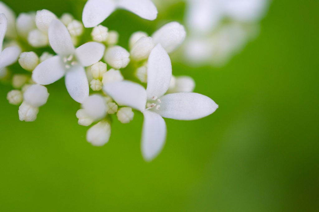 Waldmeister