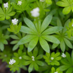 Waldmeister