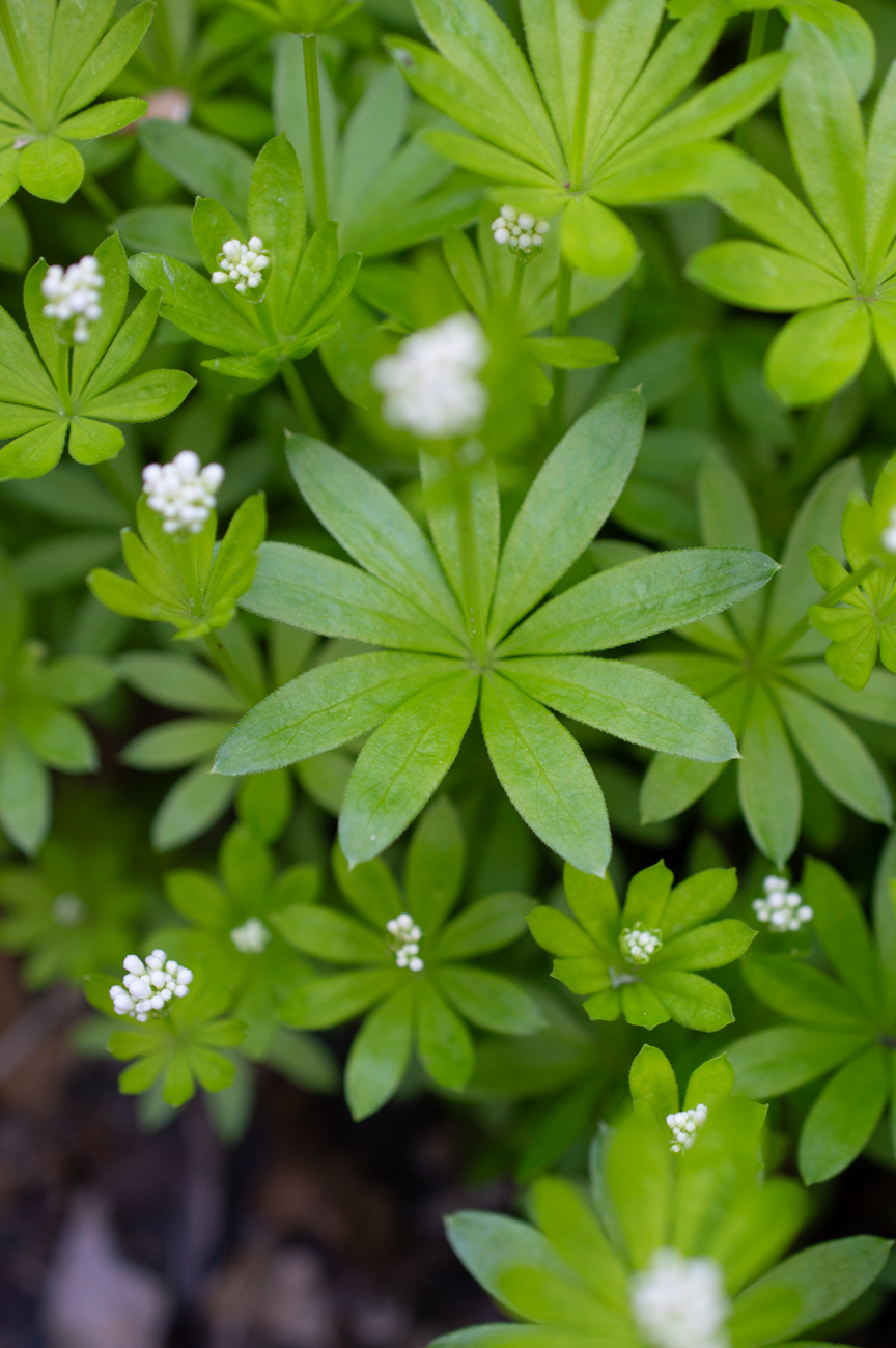 Waldmeister