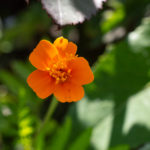 Aufrechte Studentenblume