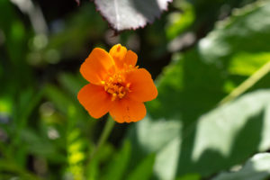 Aufrechte Studentenblume