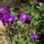 Garten-Blaukissen