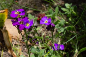 Garten-Blaukissen