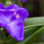 Virginische Dreimasterblume