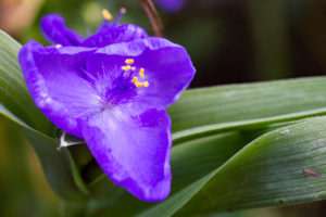 Virginische Dreimasterblume