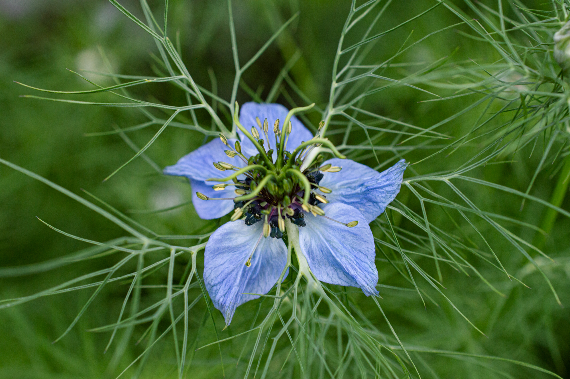 Jungfer im Grünen
