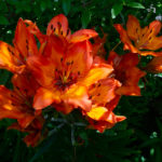 Lilien