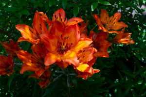 Lilien