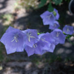 Pfirsichblättrige Glockenblume