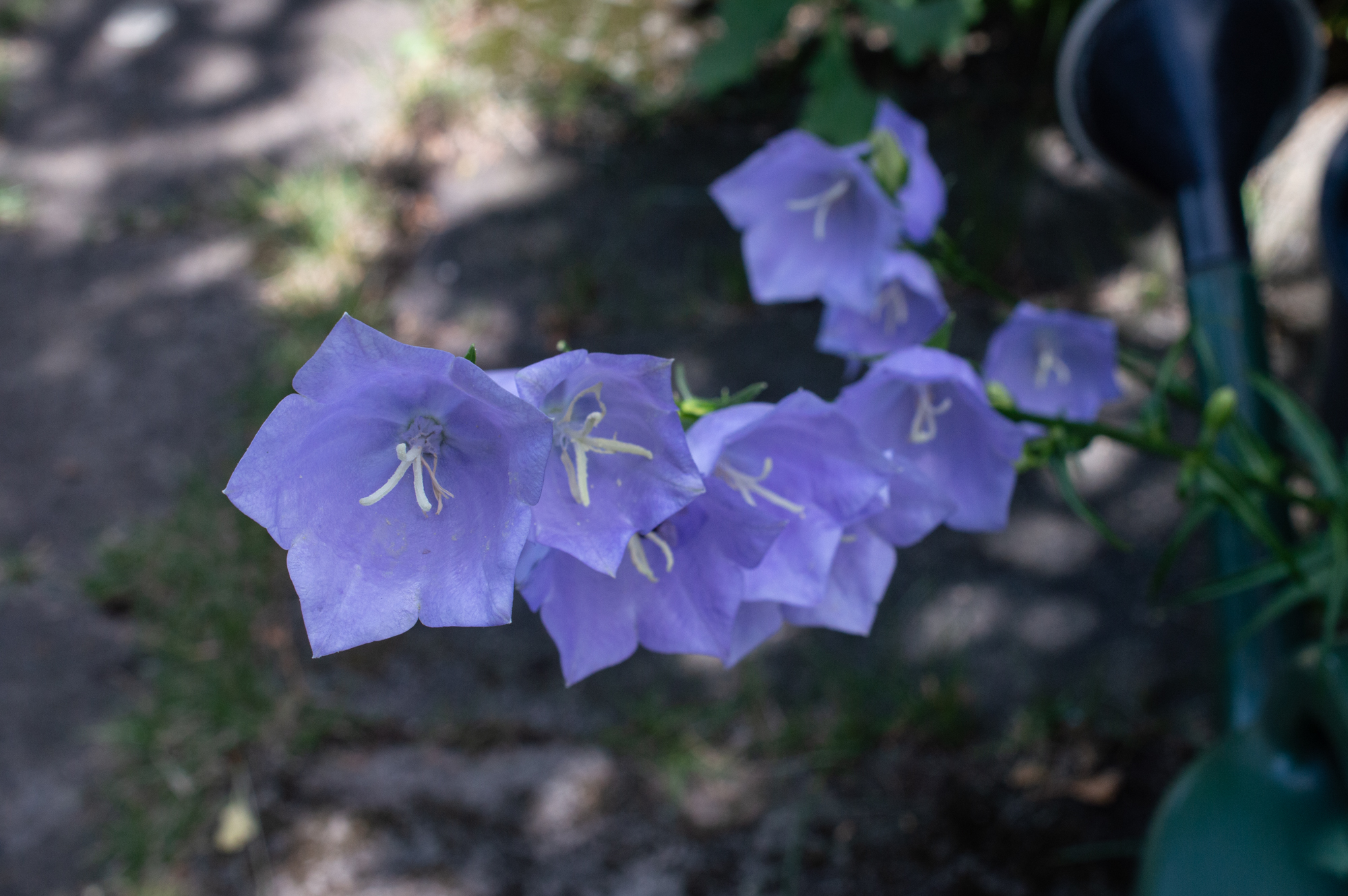 Pfirsichblättrige Glockenblume