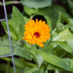 Ringelblume