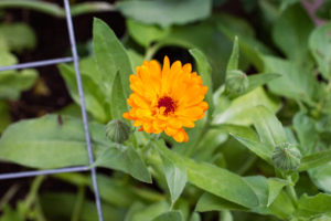 Ringelblume