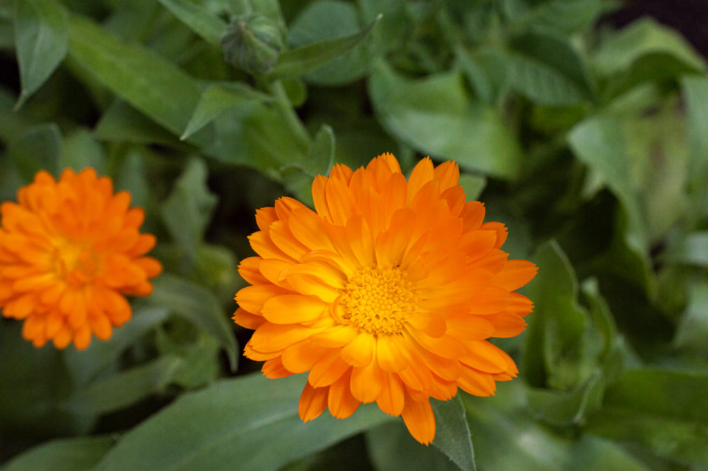 Ringelblume